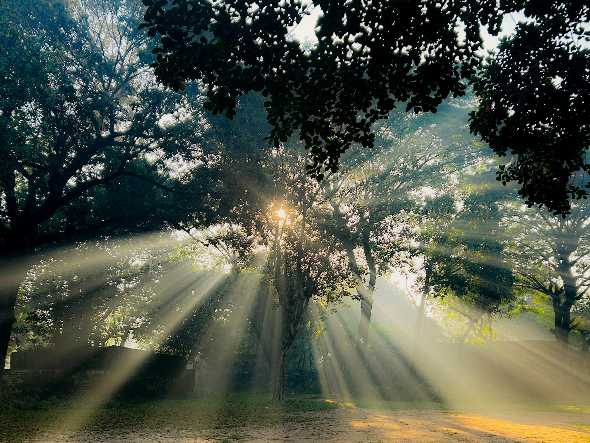 Photo of trees with sunbeams shining through the leaves