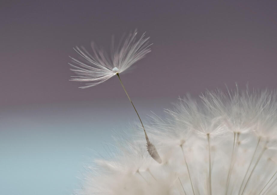 Photo of trees with sunbeams shining through the leaves